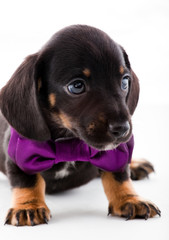 Black Dachshund puppy gentleman 