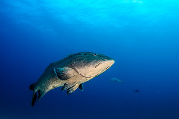 Fototapeta premium Big Gulf grouper (Mycteroperca jordani), resting in the reefs of the Sea of Cortez, Pacific ocean. Cabo Pulmo National Park, Baja California Sur, Mexico.