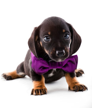 Black Dachshund puppy gentleman 