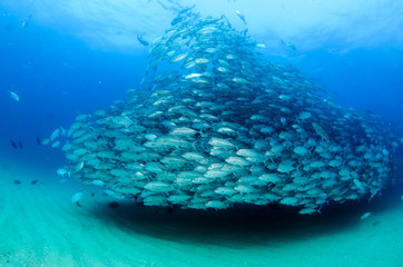 Fototapeta premium ig eye Trevally Jack, (Caranx sexfasciatus) Forming a polarized school or bait ball. Cabo Pulmo National Park. Baja California Sur,Mexico.
