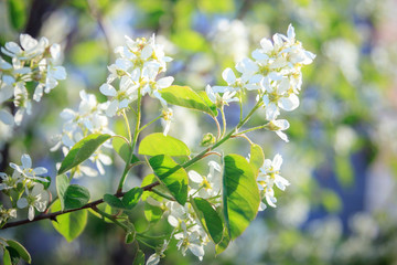 Budding and blooming white branches of an Amelanchier or Shadbush shrub or Serviceberry in the morning on a blurry background in the garden,
