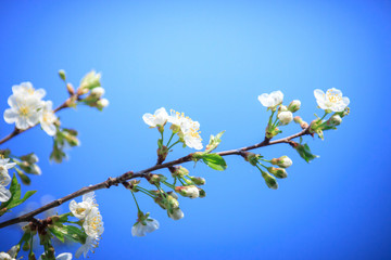 Blossoming white cherries on a sunny spring day and on a blurred background.