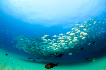 ig eye Trevally Jack, (Caranx sexfasciatus) Forming a polarized school or bait ball. Cabo Pulmo...