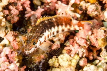 Fototapeta na wymiar Reef fishes from the sea of cortez, mexico
