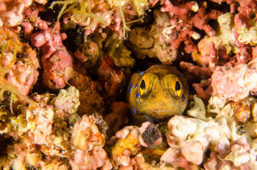 Fototapeta premium Reef fishes from the sea of cortez, mexico