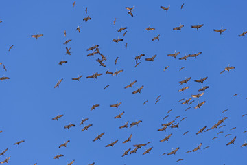 Crane Tornado when Migrating