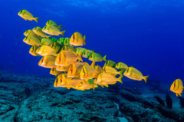 Obraz premium Panamic porkfish (Anisotremus taeniatus),colorful yellow fish in a school, baitball or tornado, the Sea of Cortez. Cabo Pulmo, Baja California Sur, Mexico. 