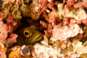 Fototapeta premium Reef fishes from the sea of cortez, mexico