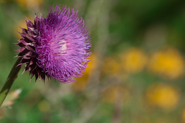 cardo