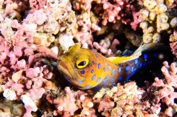 Fototapeta premium Reef fishes from the sea of cortez, mexico