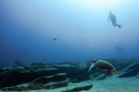 Coral reef scenics of the Sea of Cortez, Baja California Sur, Mexico. 