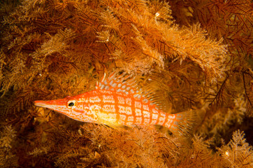 Fototapeta premium (Oxycirrhites typus) Longnose Hawkfish. reefs of the Sea of Cortez, Pacific ocean. Cabo Pulmo, Baja California Sur, Mexico.The world's aquarium.