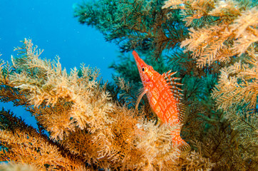 Fototapeta premium (Oxycirrhites typus) Longnose Hawkfish. reefs of the Sea of Cortez, Pacific ocean. Cabo Pulmo, Baja California Sur, Mexico.The world's aquarium.