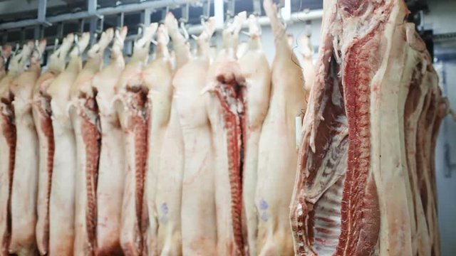pigs killed by butcher hanging on hooks in refrigerator in meat manufacturing factory slaughterhouse pork swine animals protection killing death unhealthy food butchery beheaded livestock slow motion
