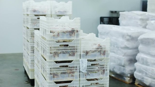 The process of storing fresh meat cuts into plastic boxes in the meat factory manufacturing industry equipments killing domestic animals for food business slaughterhouse meat company nobody inside