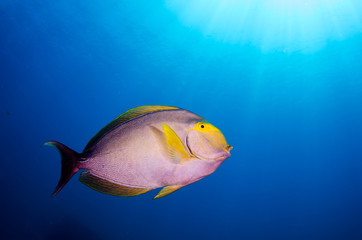 Fototapeta premium purple surgeonfish