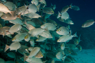 Fototapeta premium Reef fishes from the sea of cortez, mexico