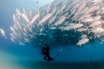 ig eye Trevally Jack, (Caranx sexfasciatus) Forming a polarized school or bait ball. Cabo Pulmo...