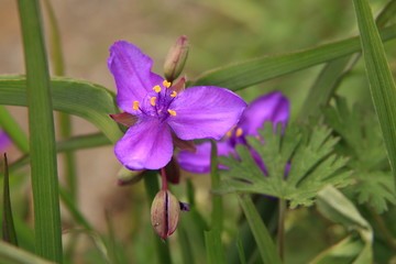 ムラサキツユクサ