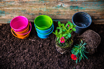 Small flower plants