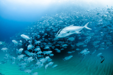 Fototapeta premium Big eye Trevally Jack, (Caranx sexfasciatus) in polarized school, bait ball or tornado. Cabo Pulmo National Park. Baja California Sur,Mexico.
