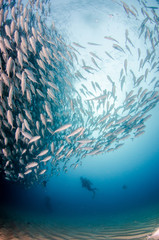 Big eye Trevally Jack, (Caranx sexfasciatus) in polarized school, bait ball or tornado. Cabo Pulmo...