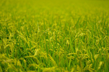 Rice on Groom in Shizuoka, Japan. Shizuoka is famous about the good rice field since this prefecture has so much water and good soil.