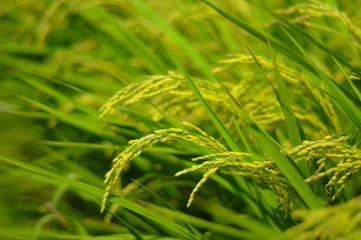 Rice on Groom in Shizuoka, Japan. Shizuoka is famous about the good rice field since this prefecture has so much water and good soil.