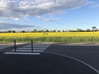 Tournesols et passage protégé 