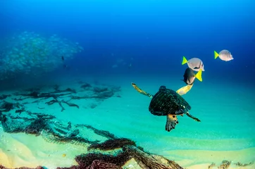 Crédence en verre imprimé Tortue Sea turtle resting in the reefs of Cabo Pulmo National Park, Cousteau once named it The world's aquarium. Baja California Sur,Mexico.