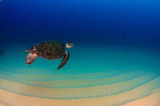 Sea turtle resting in the reefs of Cabo Pulmo National Park, Cousteau once named it The world's aquarium. Baja California Sur,Mexico.