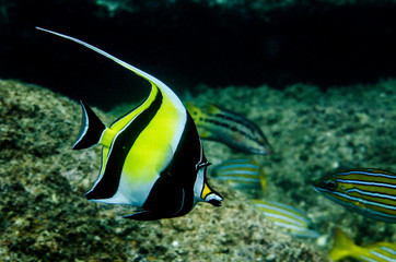 Reef fishes from the sea of cortez, mexico