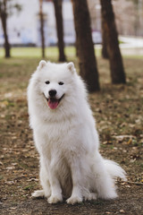 Beautiful dog Samoyed in the park, in the forest