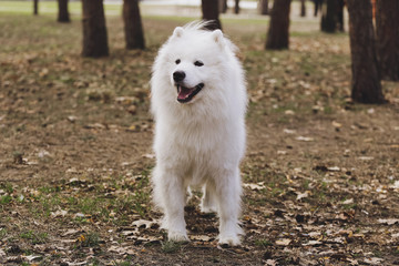 Beautiful dog Samoyed in the park, in the forest
