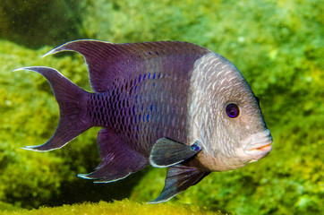Fototapeta premium Reef fishes from the sea of cortez, mexico