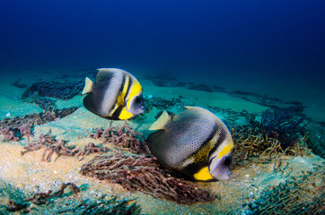 Fototapeta na wymiar Cortez Angelfish, (Pomacanthus zonipectus) feeding in a shipwreck. reefs of the Sea of Cortez, Pacific ocean. Cabo Pulmo, Baja California Sur, Mexico.The world's aquarium.