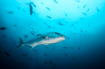 Fototapeta premium Greater amberjack (Seriola dumerili). Cabo Pulmo National Park, The world's aquarium. Baja California Sur,Mexico.