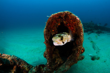 Fototapeta premium Reef fishes from the sea of cortez, mexico