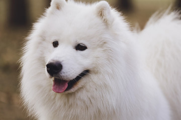 Beautiful dog Samoyed in the park, in the forest