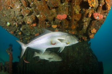Fototapeta premium Greater amberjack (Seriola dumerili). Cabo Pulmo National Park, The world's aquarium. Baja California Sur,Mexico.