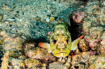 Reef fishes from the sea of cortez, mexico