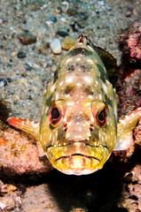 Fototapeta premium Reef fishes from the sea of cortez, mexico