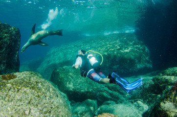 Naklejka na ściany i meble Californian sea lion (Zalophus californianus) swimming and playing in the reefs of los islotes in Espiritu Santo island at La paz,. Baja California Sur,Mexico.