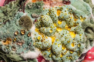 growth of green mold on food, spread of fungi, close-up abstract background