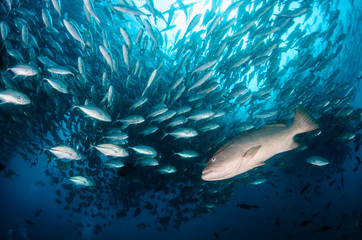 Fototapeta premium Big Gulf grouper (Mycteroperca jordani), resting in the reefs of the Sea of Cortez, Pacific ocean. Cabo Pulmo National Park, Baja California Sur, Mexico. Cousteau named it The world's aquarium.