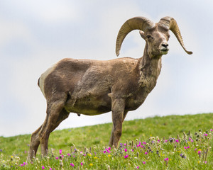 Washburn Ram