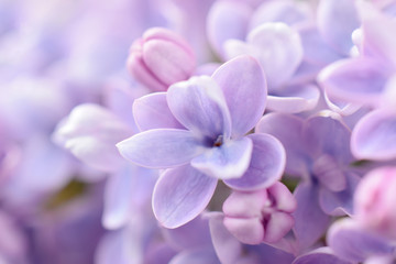 Lilac flowers close up with blurring effect