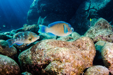 (Scarus compressus), Azure parrotfish, feeding in a shipwreck . reefs of the Sea of Cortez, Pacific ocean. Cabo Pulmo, Baja California Sur, Mexico.