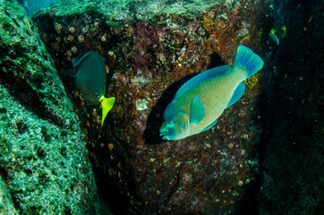 Naklejka na ściany i meble (Scarus compressus), Azure parrotfish, feeding in a shipwreck . reefs of the Sea of Cortez, Pacific ocean. Cabo Pulmo, Baja California Sur, Mexico.