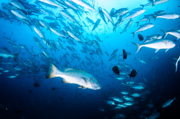 Big Dog Snapper (Lutjanus novemfasciatus), hunting trevally, reefs of Sea of Cortez, Pacific ocean. Cabo Pulmo National Park, Baja California Sur, Mexico. 